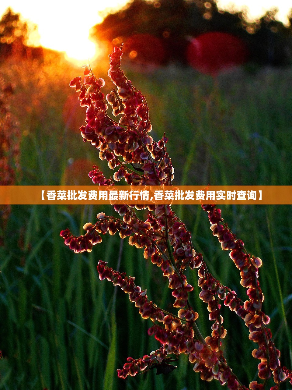 【香菜批发费用最新行情,香菜批发费用实时查询】