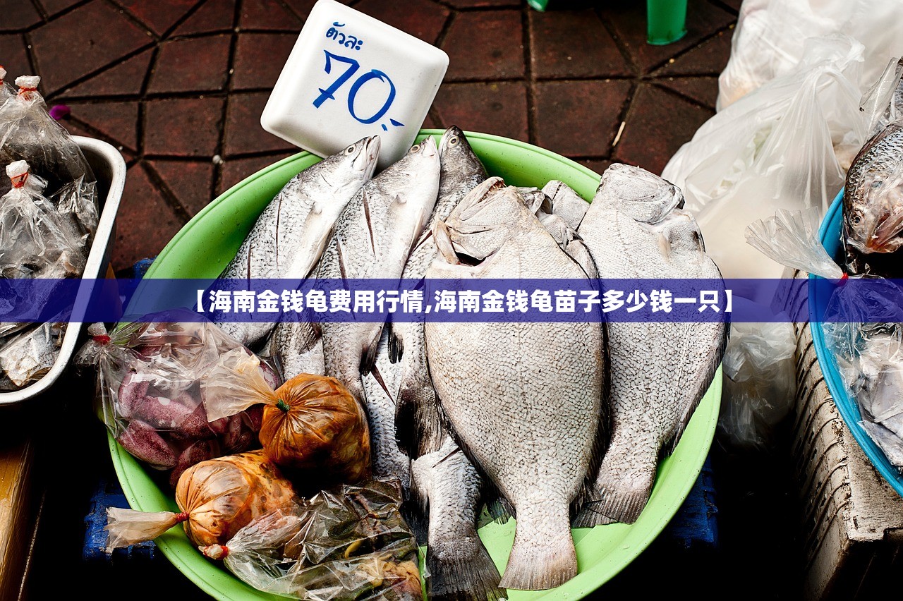 【海南金钱龟费用行情,海南金钱龟苗子多少钱一只】