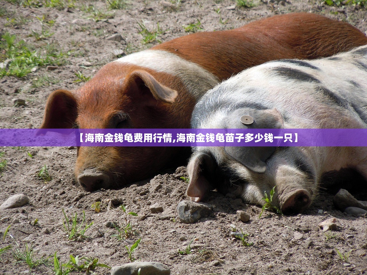 【海南金钱龟费用行情,海南金钱龟苗子多少钱一只】