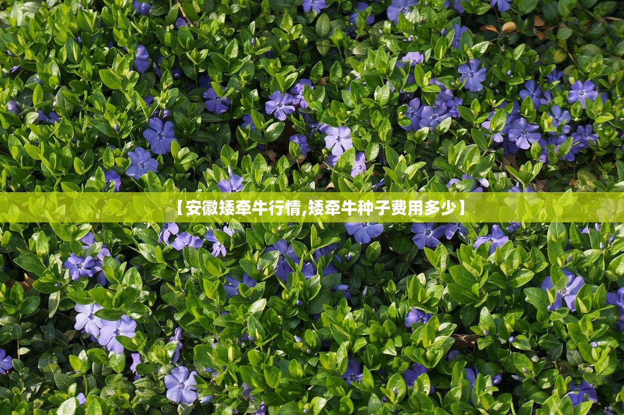 【安徽矮牵牛行情,矮牵牛种子费用多少】