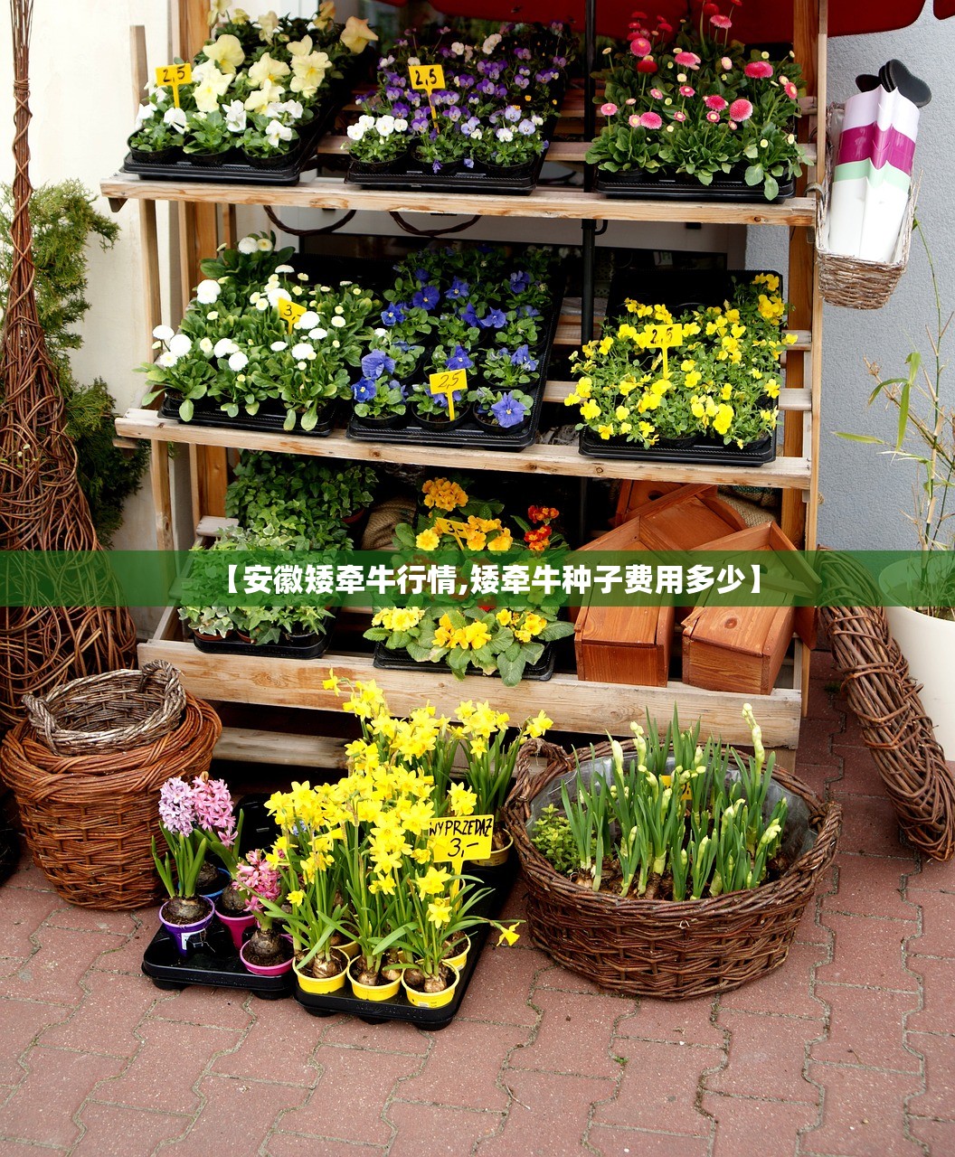 【安徽矮牵牛行情,矮牵牛种子费用多少】