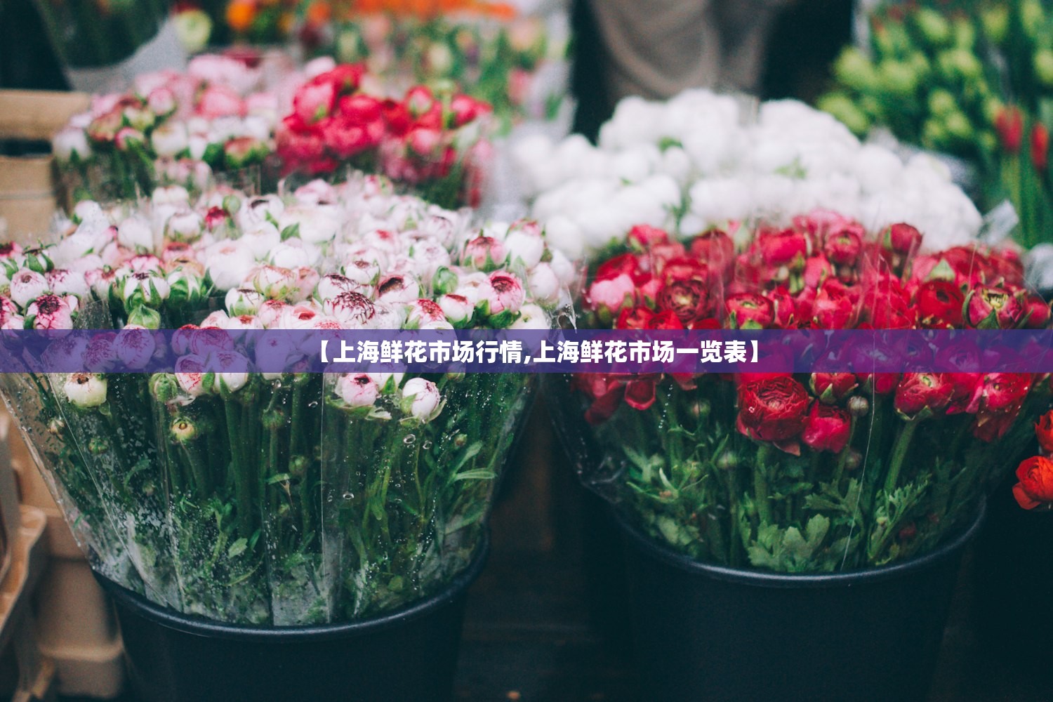 【上海鲜花市场行情,上海鲜花市场一览表】 【上海鲜花市场行情,上海鲜花市场一览表】