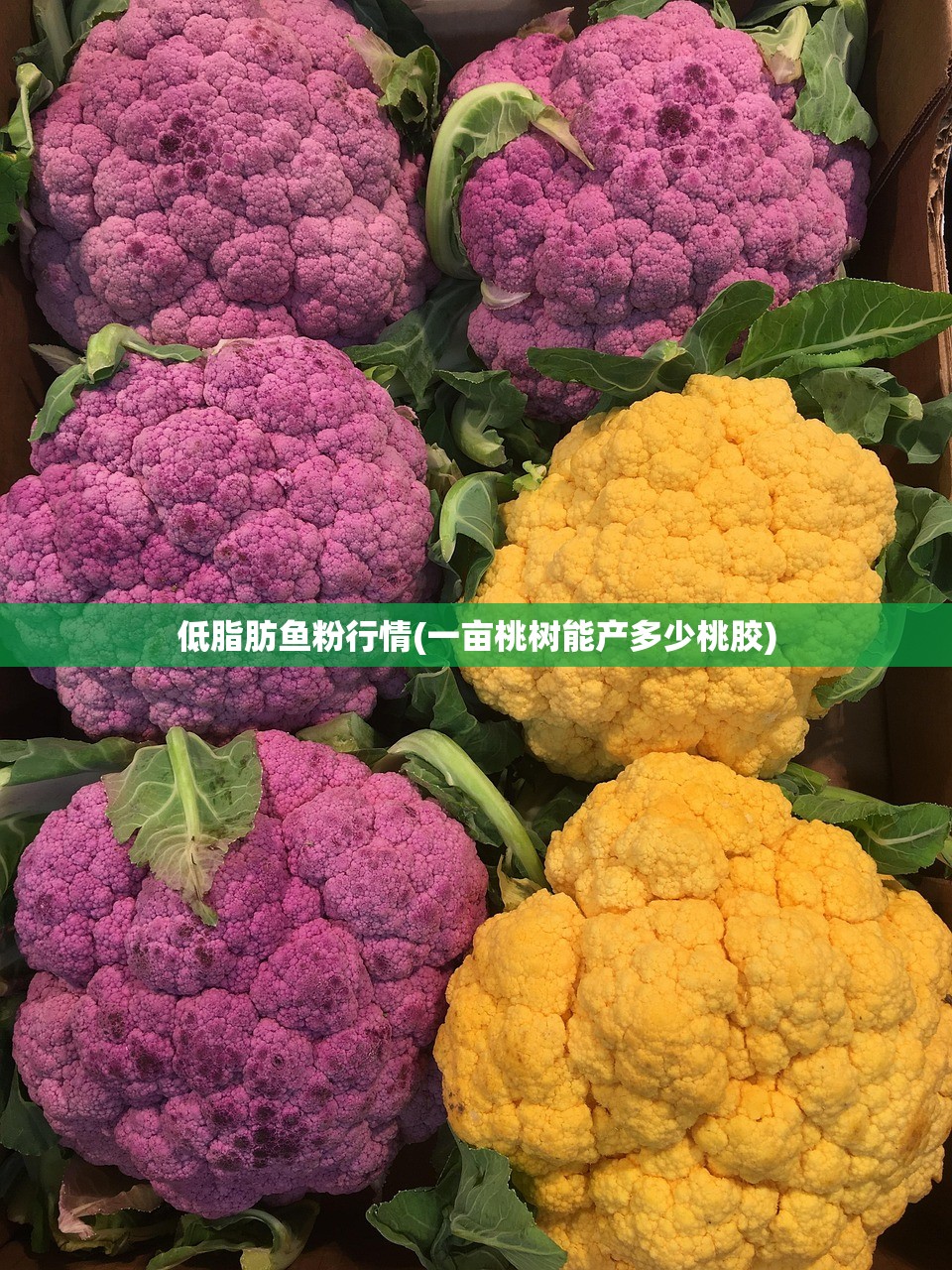 低脂肪鱼粉行情(一亩桃树能产多少桃胶)