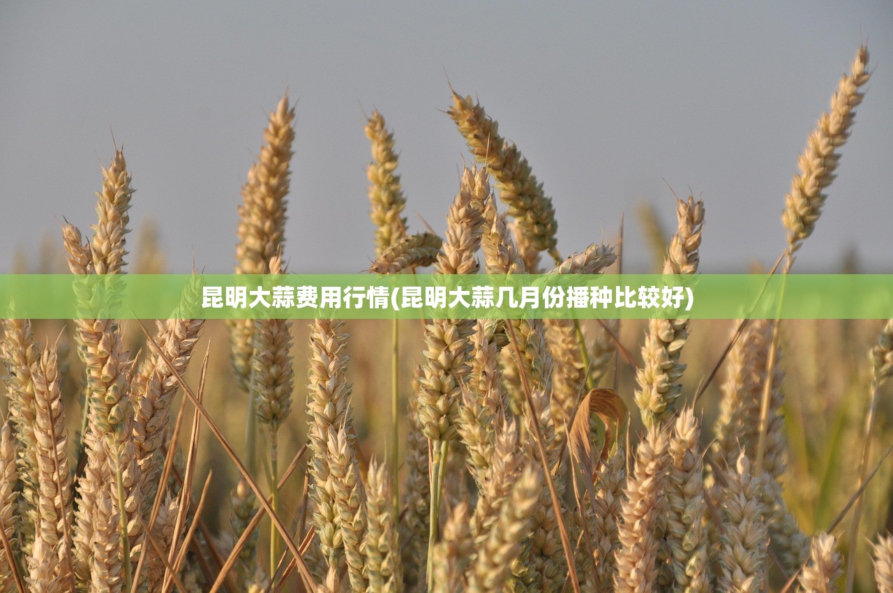 昆明大蒜费用行情(昆明大蒜几月份播种比较好)