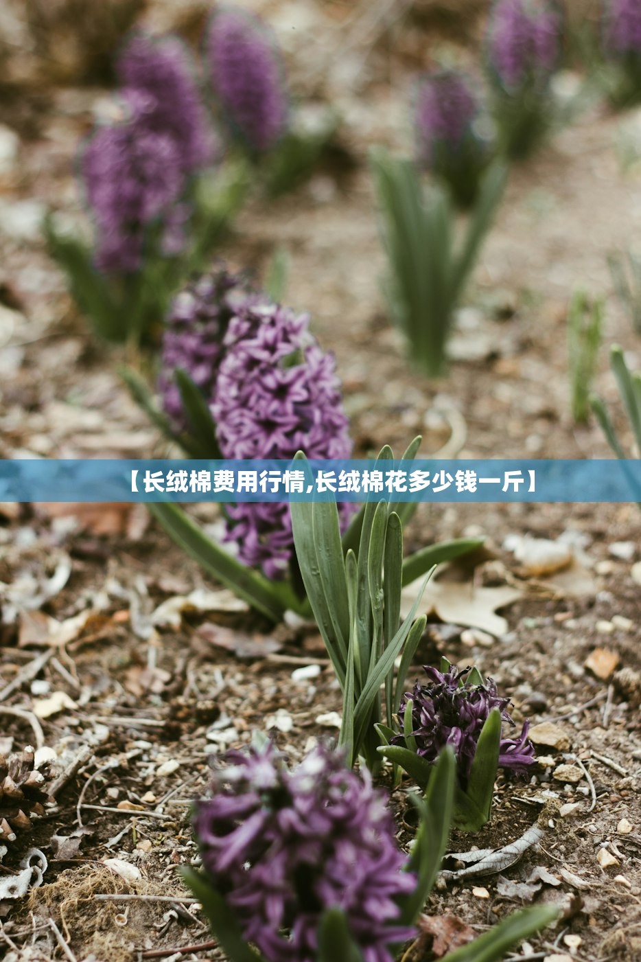 【长绒棉费用行情,长绒棉花多少钱一斤】