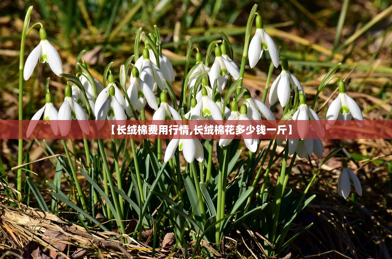 【长绒棉费用行情,长绒棉花多少钱一斤】