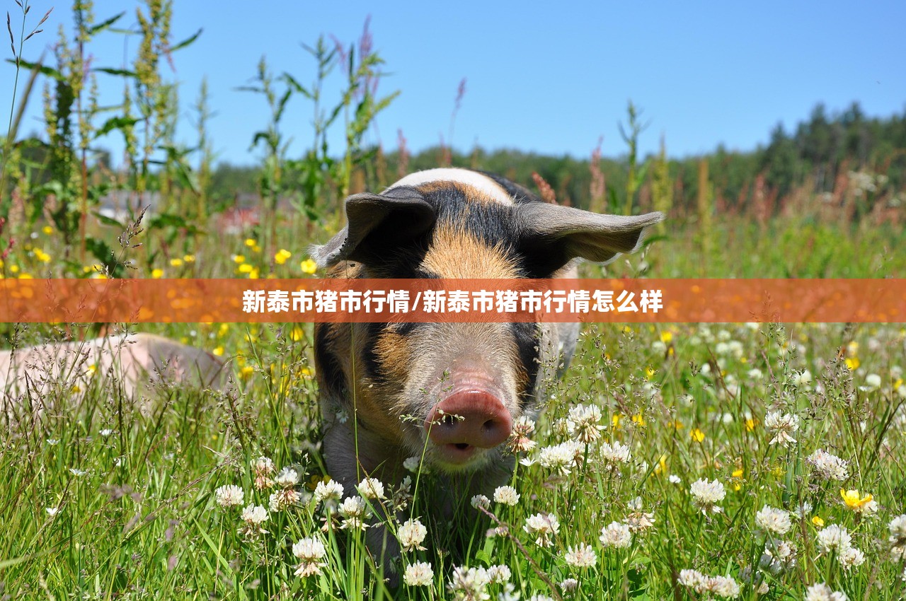 新泰市猪市行情/新泰市猪市行情怎么样 新泰市猪市行情/新泰市猪市行情怎么样