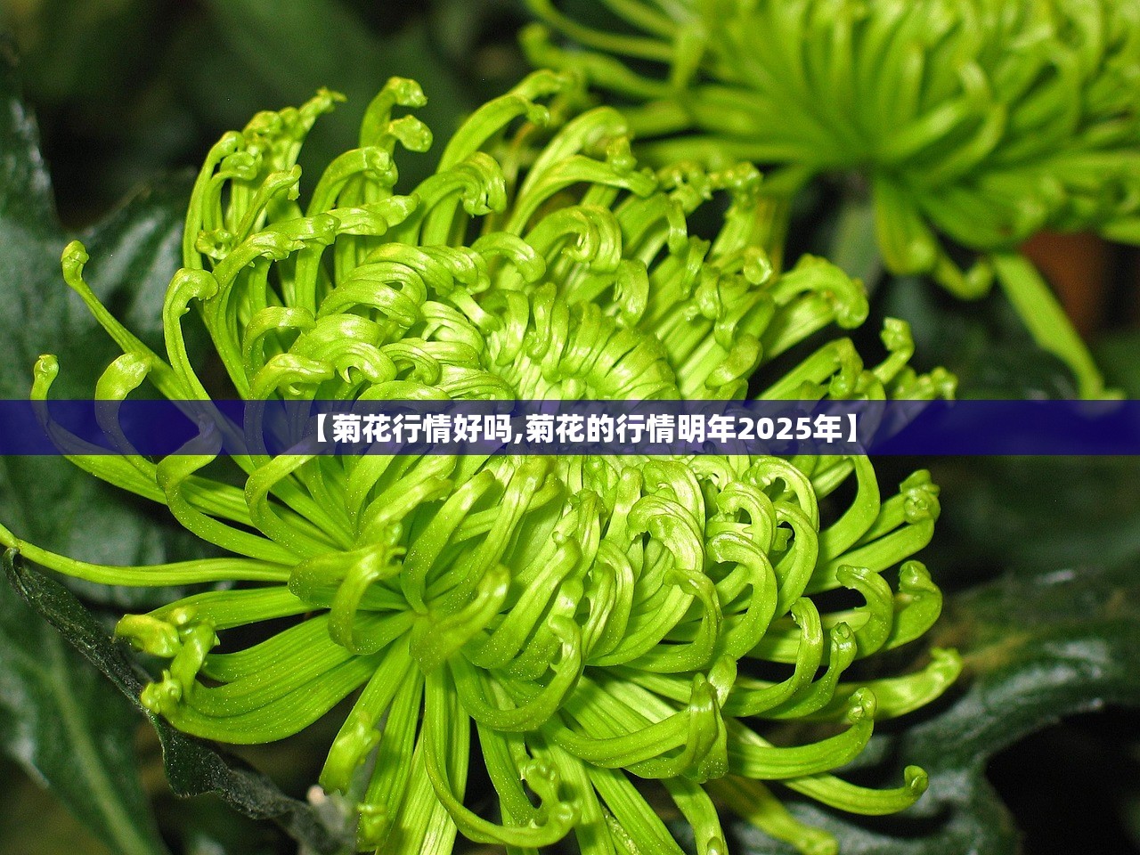【菊花行情好吗,菊花的行情明年2025年】 【菊花行情好吗,菊花的行情明年2025年】