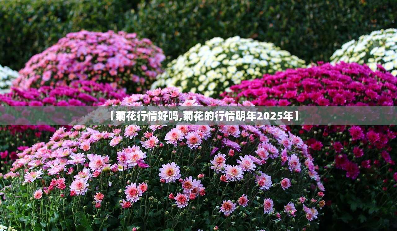 【菊花行情好吗,菊花的行情明年2025年】 【菊花行情好吗,菊花的行情明年2025年】