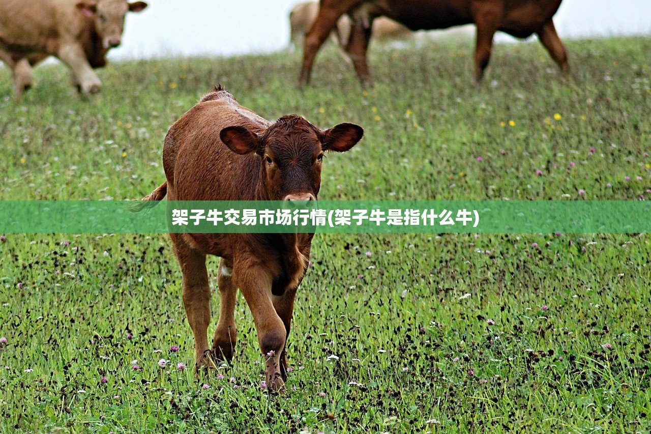 架子牛交易市场行情(架子牛是指什么牛)